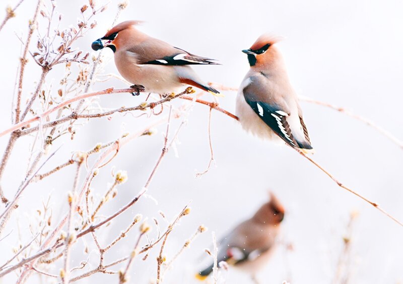 Two Waxwings on Branch — White