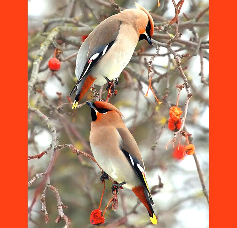 Two Waxwings on Branches