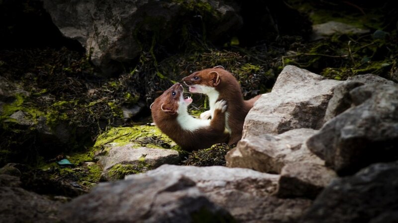 Two Weasels Fighting