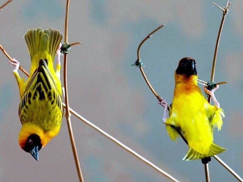 Two weaver birds on branches