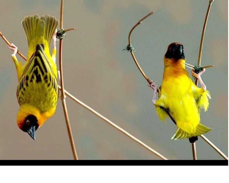 Two Weaver Birds