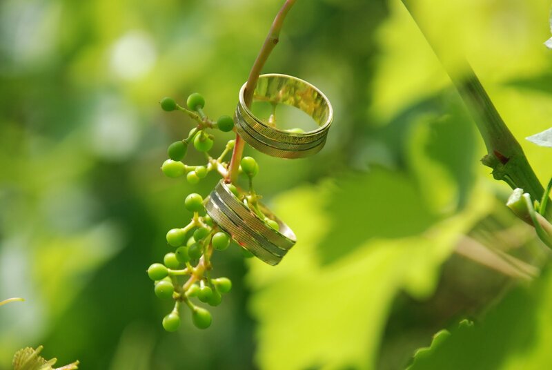 Two Wedding Rings on Vine