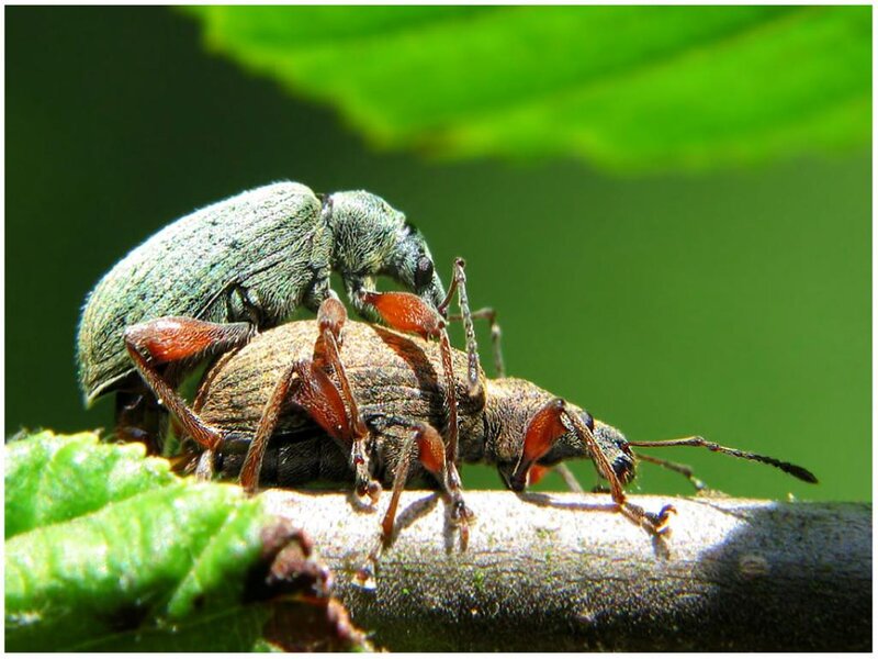 Two Weevils Mating