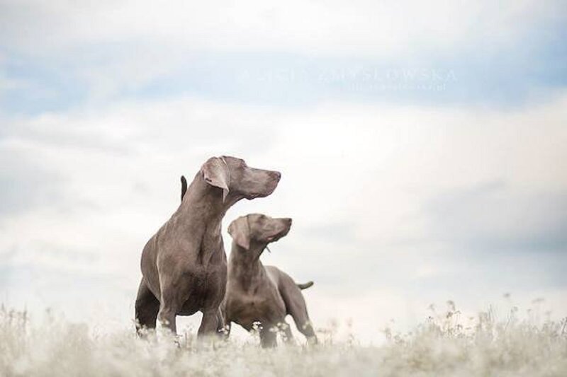 Two Weimaraner Dogs — Gray, Serene