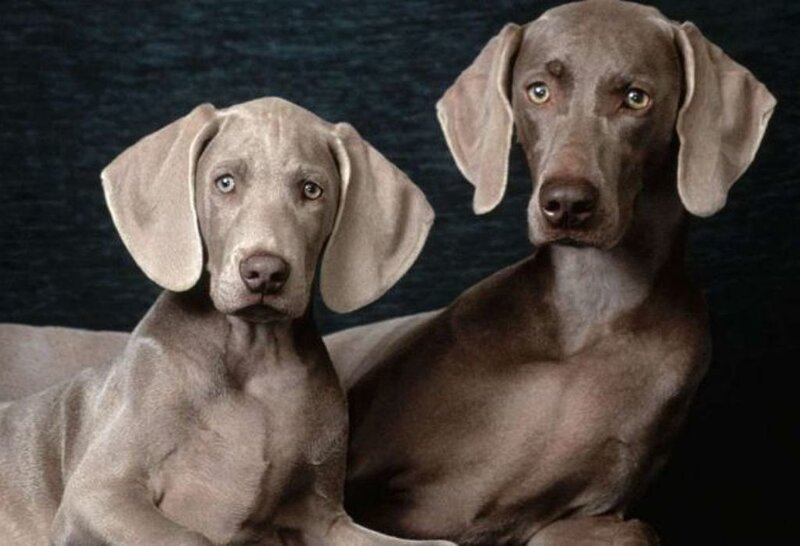 Two Weimaraner Dogs — Gray
