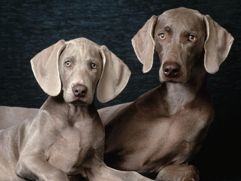 Two Weimaraner dogs
