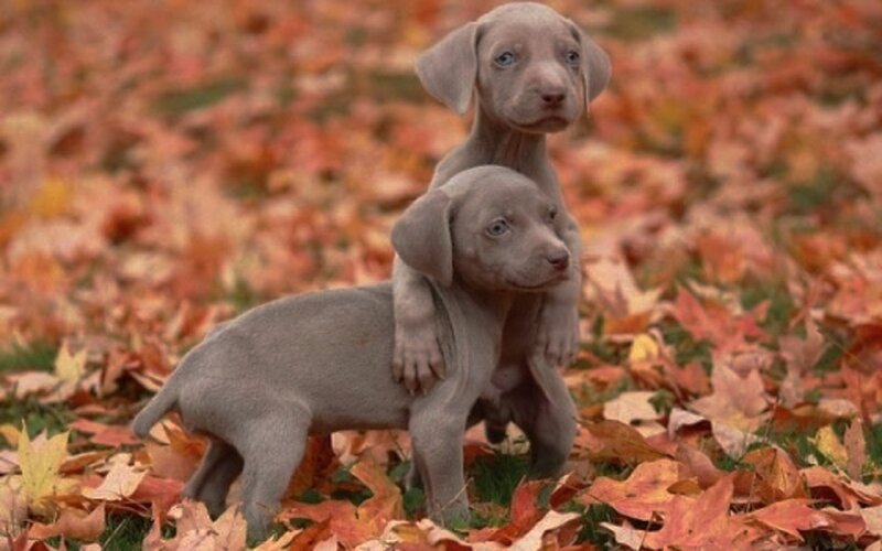 Two Weimaraner Puppies — Gray