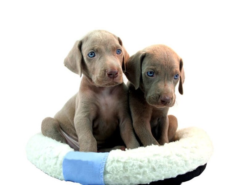 Two Weimaraner Puppies