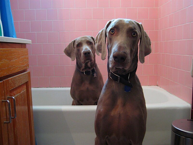 Two Weimaraners in Bathtub