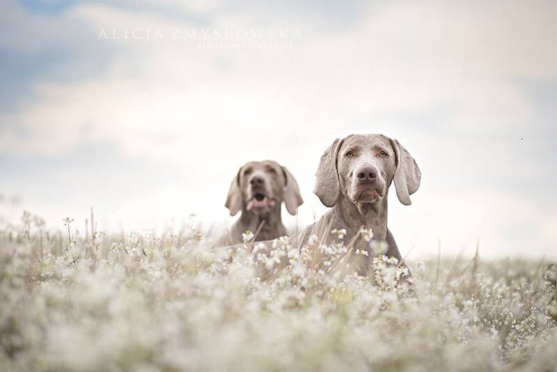 Two Weimaraners in Field