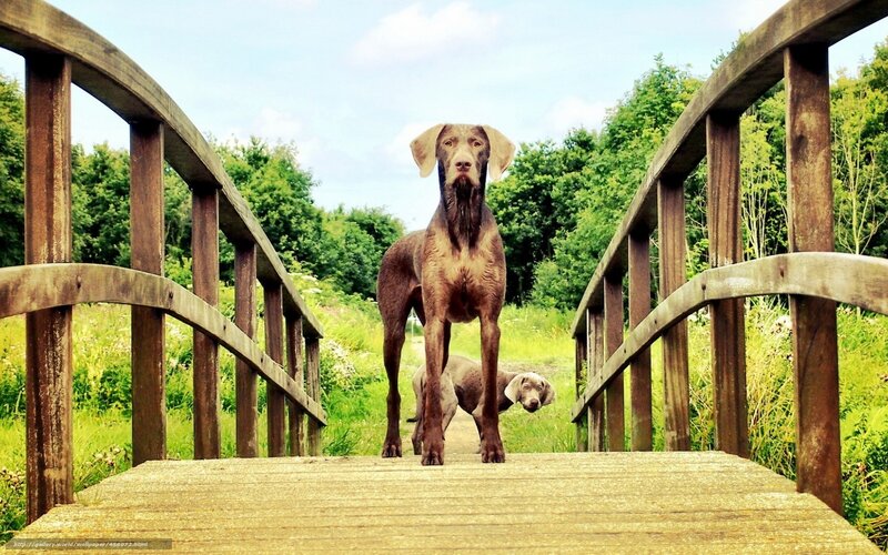 Two Weimaraners on Bridge — Brown