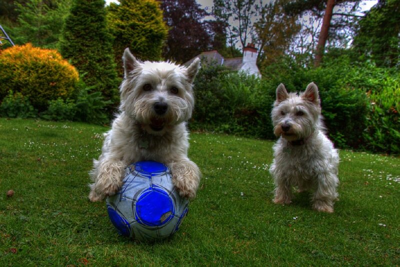 Two West Highland Terriers