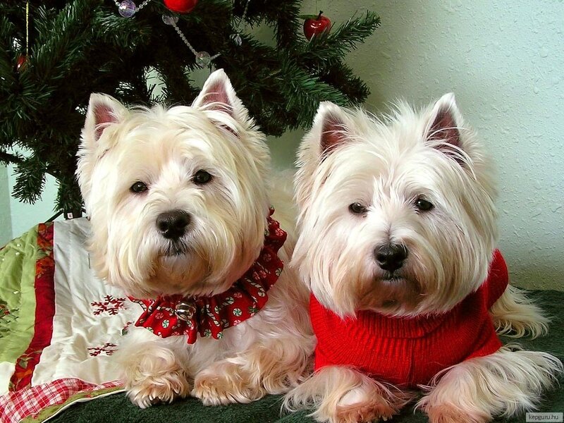Two West Highland White Terriers — Festive