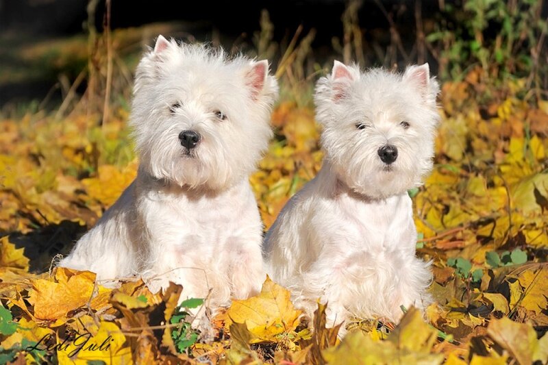 Two West Highland White Terriers