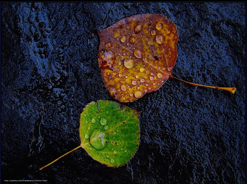Two Wet Autumn Leaves