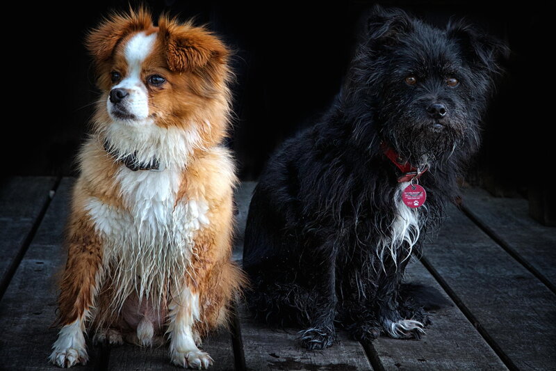 Two Wet Dogs Sitting