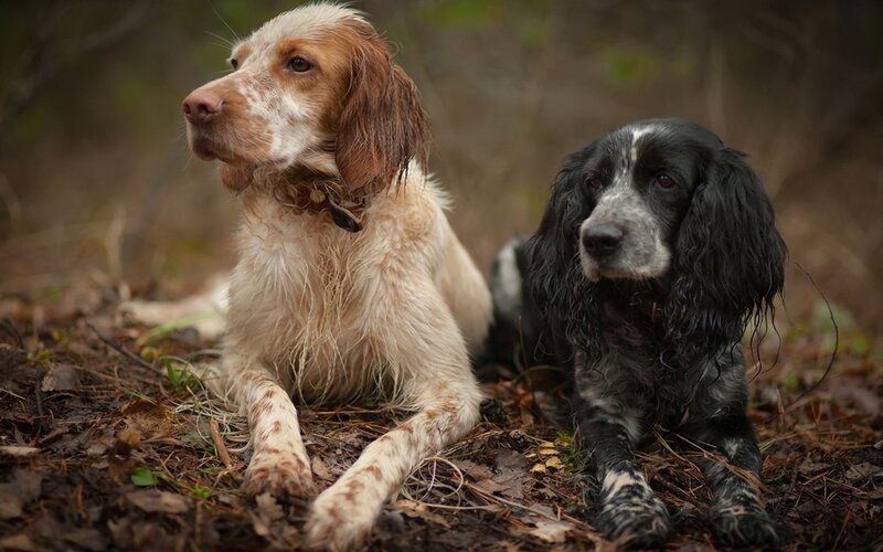 Two Wet Spaniels — Brown