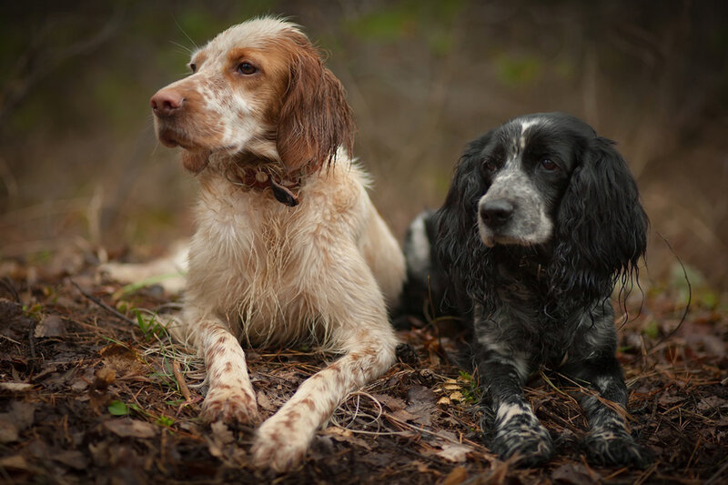 Two Wet Spaniels
