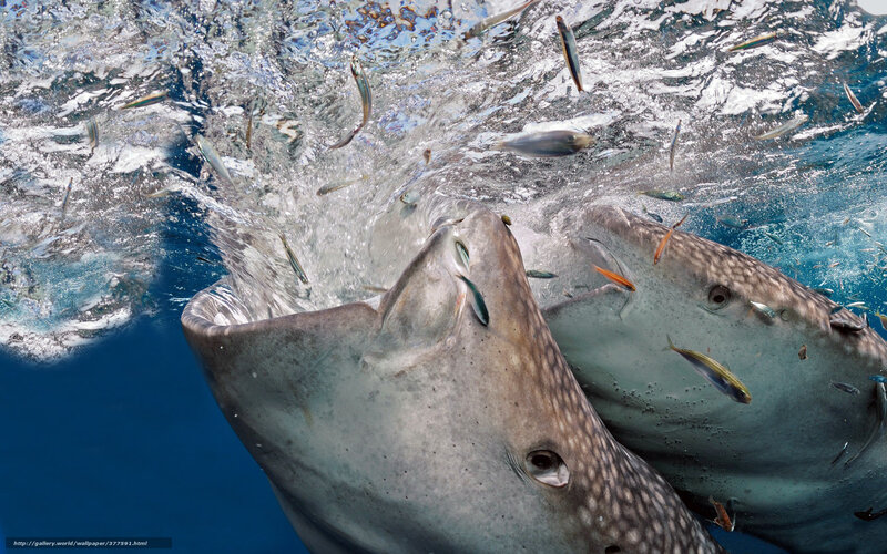 Two Whale Sharks Feeding — Blue