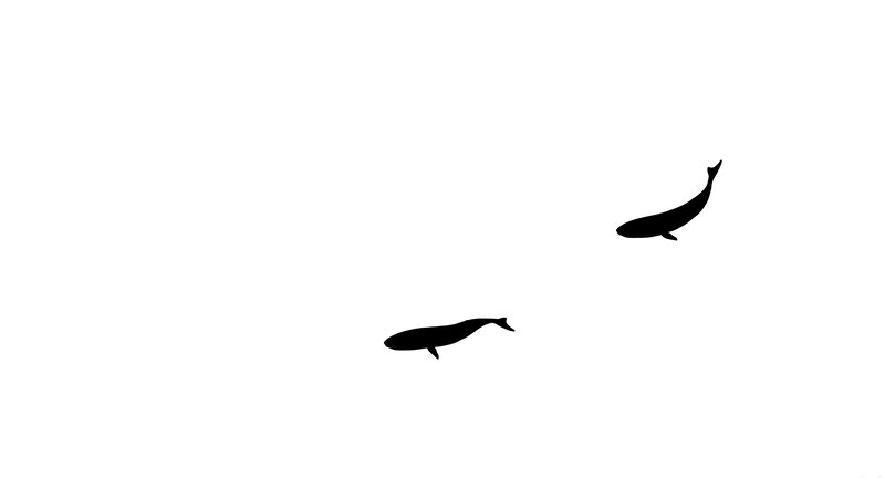 Two Whale Silhouettes