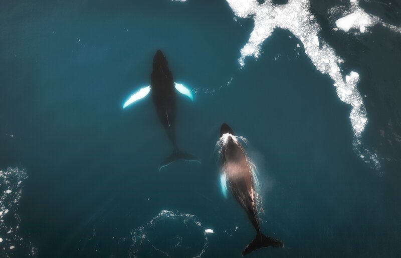 Two Whales in Ocean — Blue