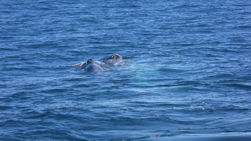 Two Whales in Ocean