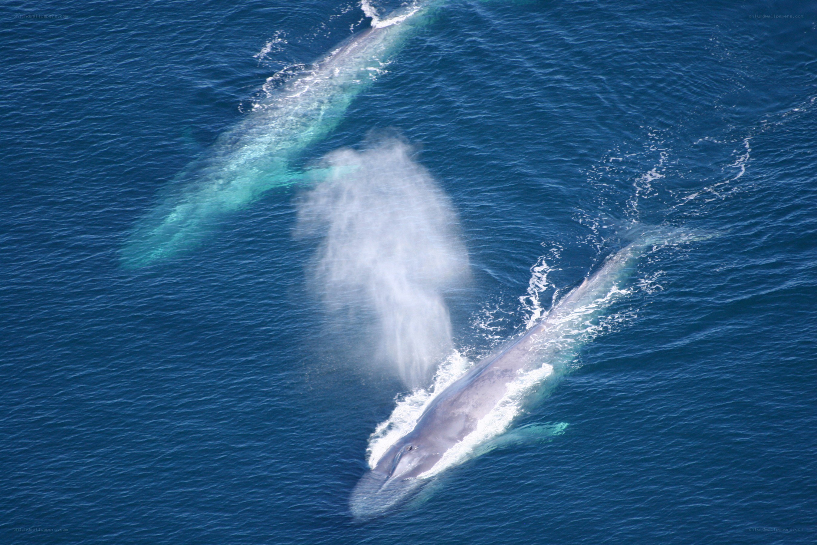 Two whales in the ocean