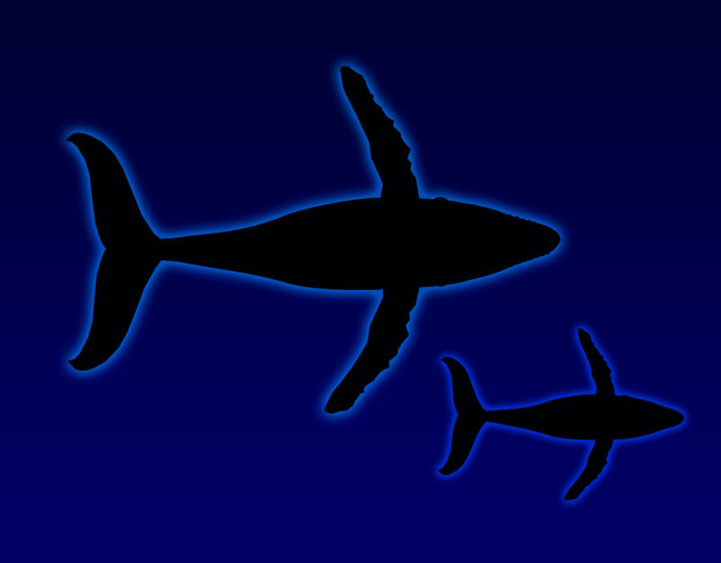 Two Whales Swimming — Blue