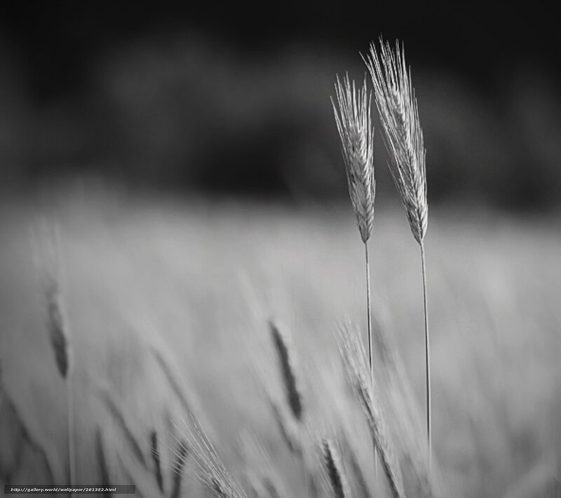 Two Wheat Ears in Field