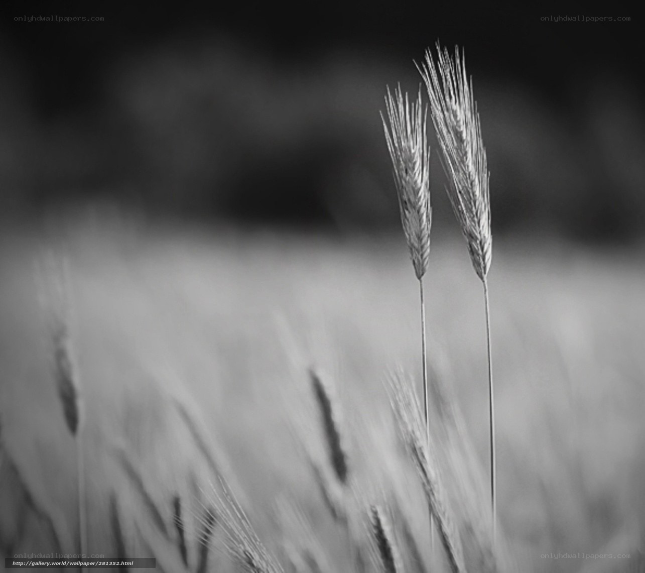 Two Wheat Ears in Field