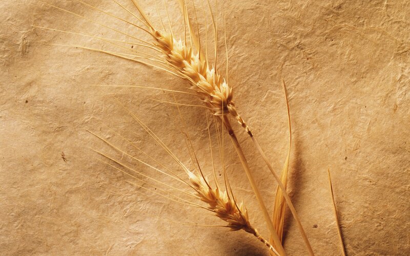Two Wheat Stalks — Brown