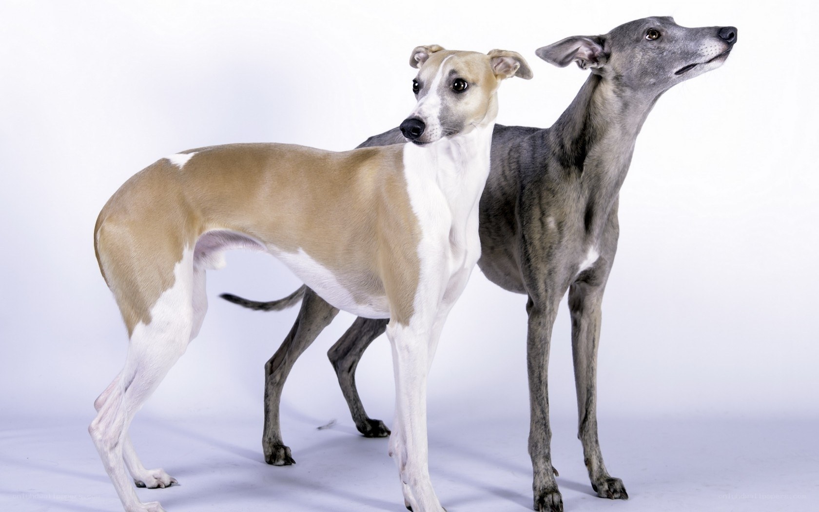 Two Whippet Dogs Standing