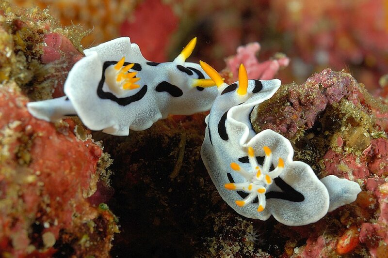 Two White and Black Nudibranchs