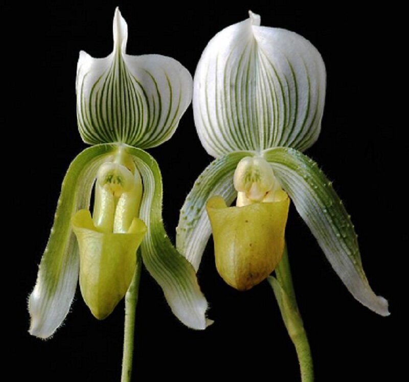 Two white and green orchids