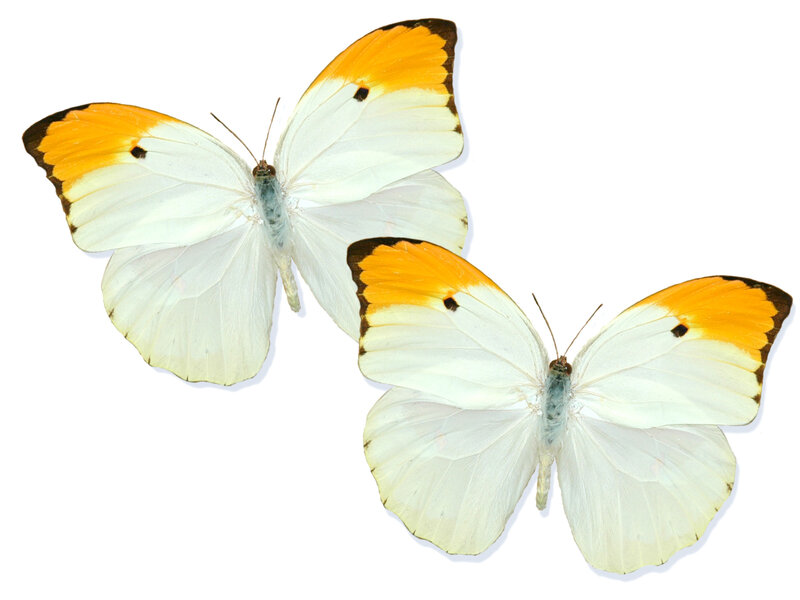 Two White and Orange Butterflies