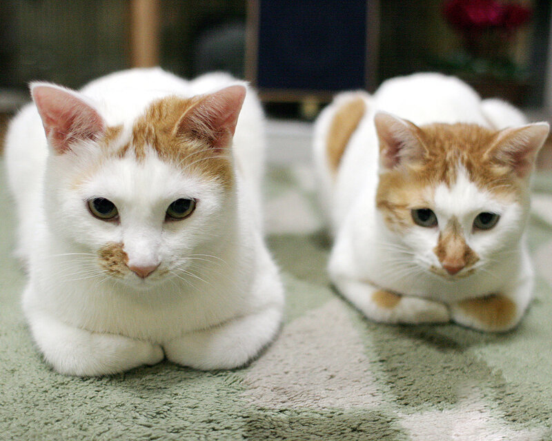 Two White and Orange Cats