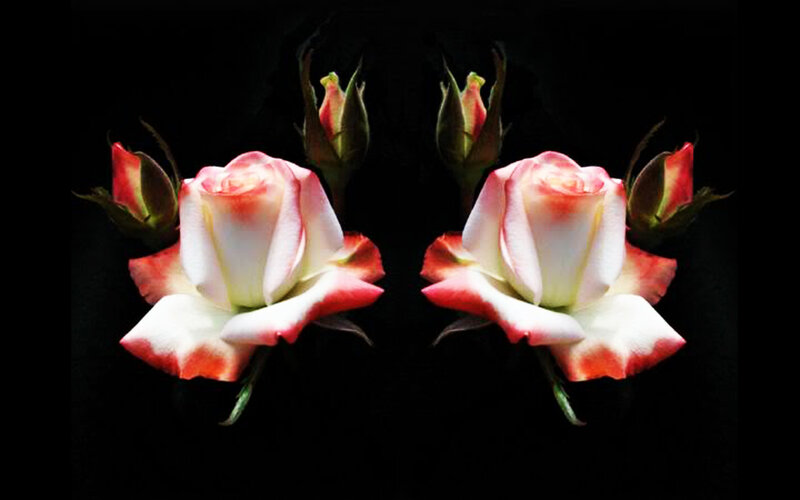 Two White and Pink Roses
