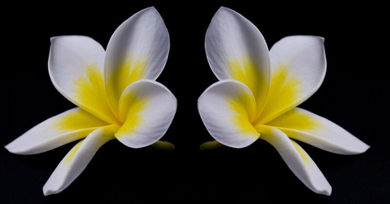 Two White and Yellow Flowers