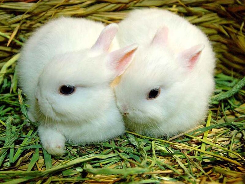 Two White Baby Rabbits — Calm