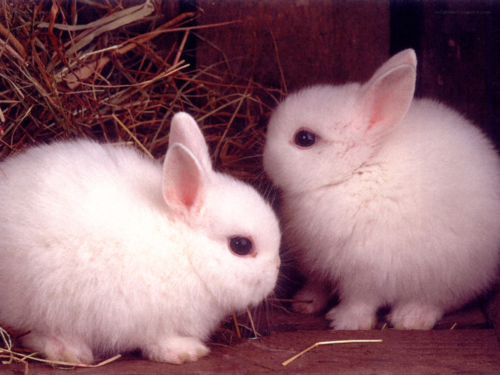 Two white baby rabbits