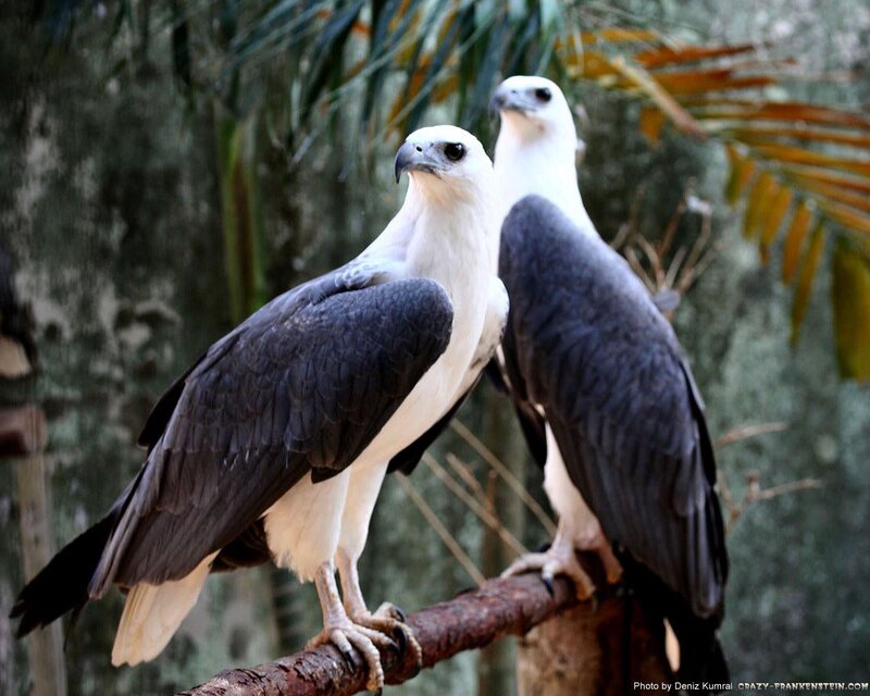 Two White-bellied Sea Eagles