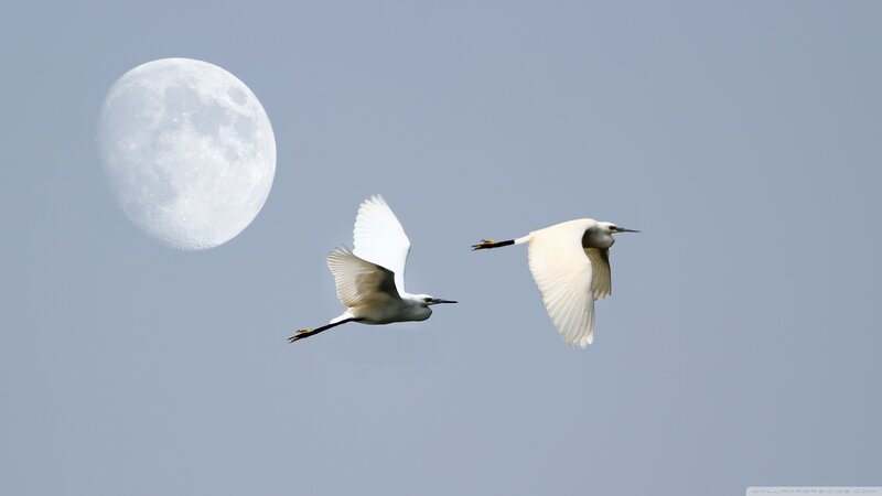 Two White Birds Flying — Serene