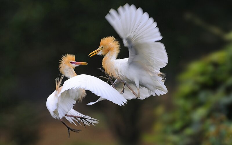 Two White Birds in Flight — Dynamic