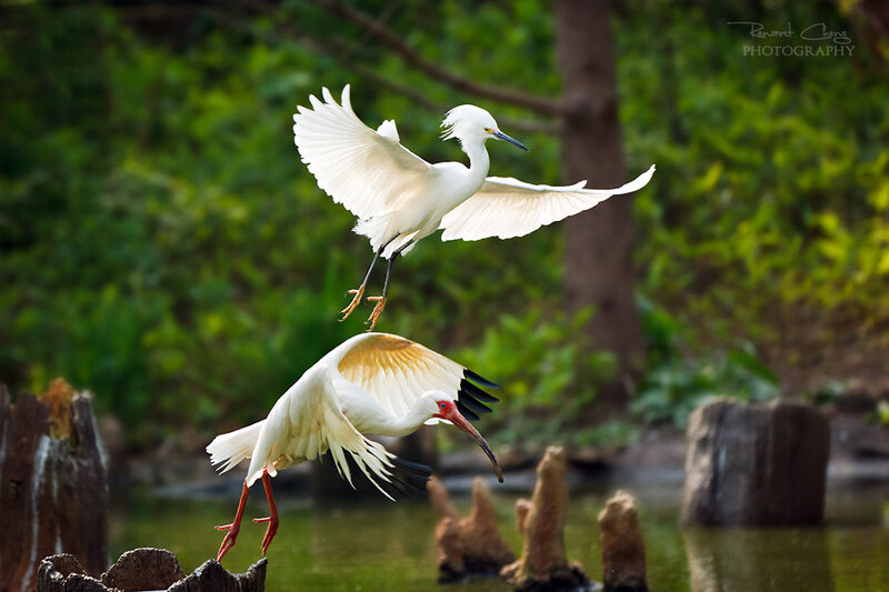 Two White Birds in Flight