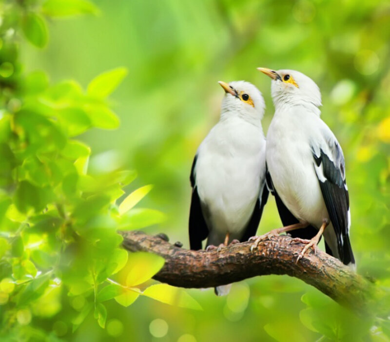 Two White Birds on Branch — Serene