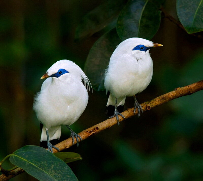 Two White Birds on Branch