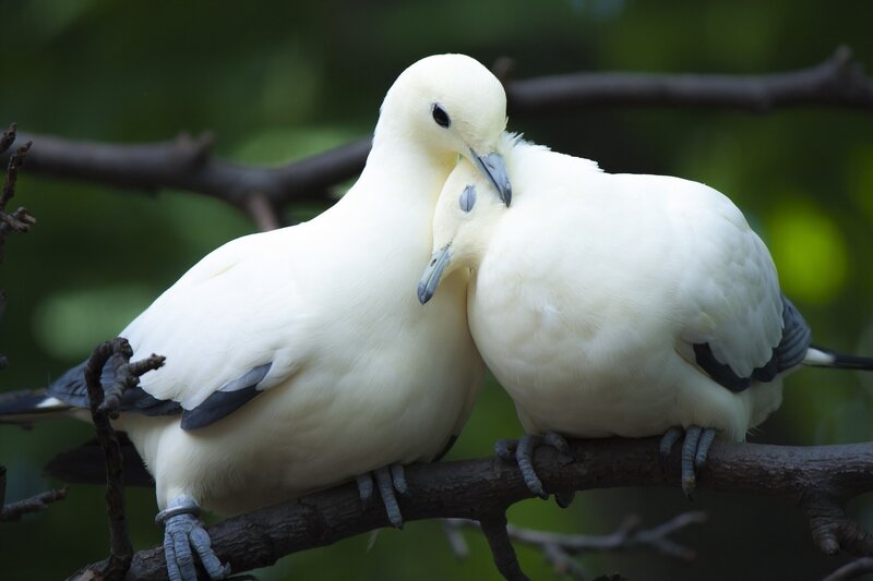 Two White Birds — Peaceful