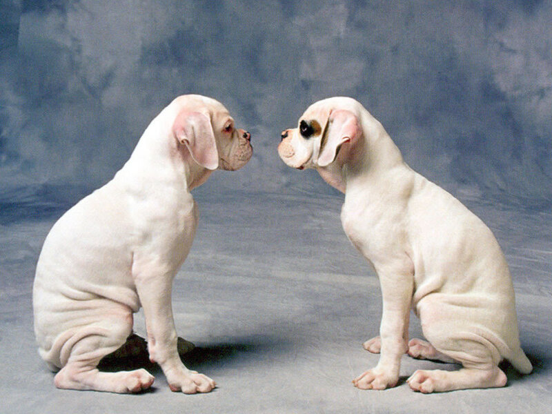 Two White Boxer Puppies
