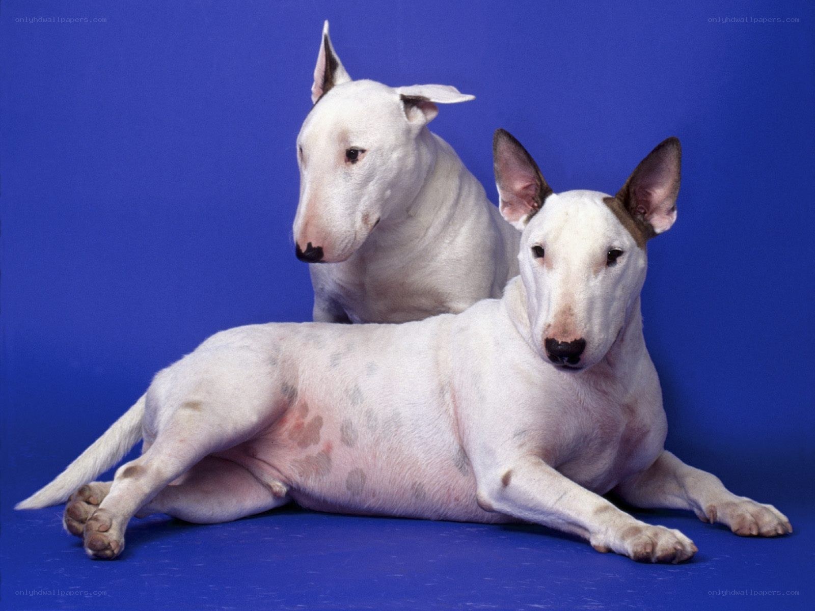 Two white bull terriers on blue