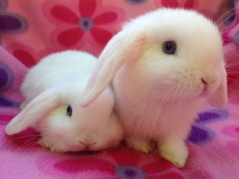 Two White Bunnies — Pink